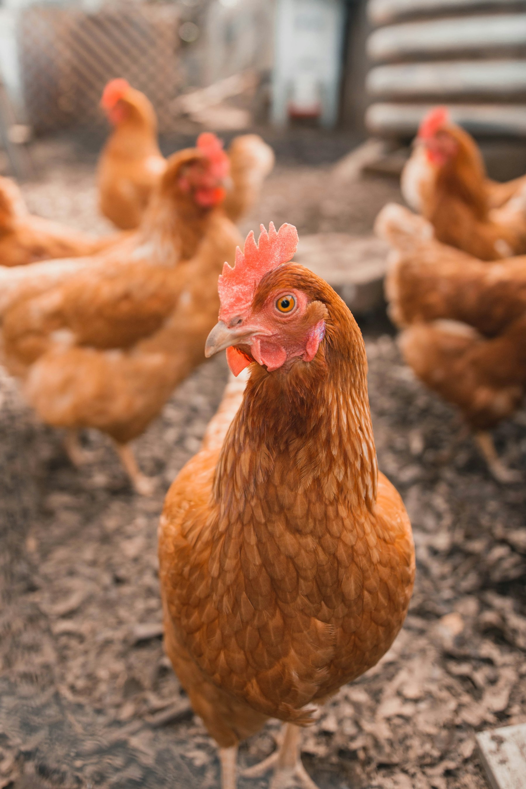Chickens in a poultry enclosure